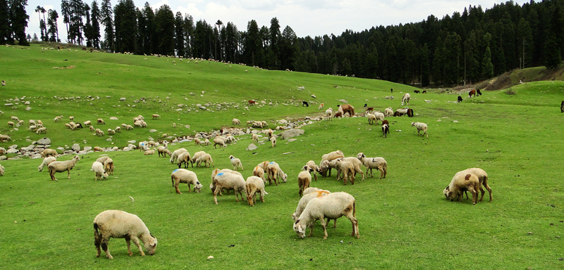 Sunder Vacations